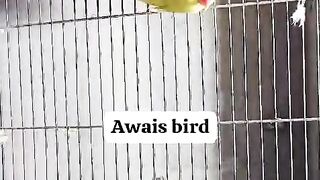 Parrot birds
