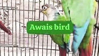 Birds get angry