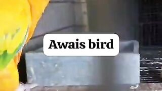 Birds and arroys