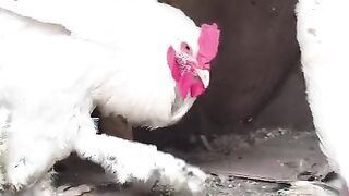 Chicken which