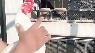 White heera chicken