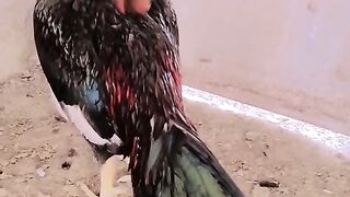 Chicken for