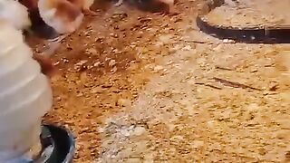 Beaks that are small
