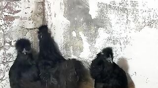 Black chicken hhj