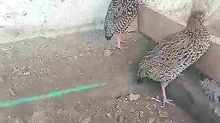 Birds of the same feather flock together