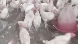 Too noise