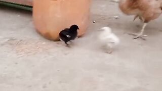 Little chicken