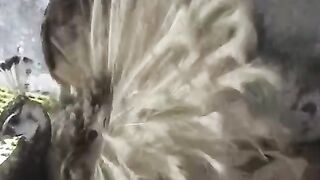 Peacock twas