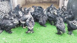 Black chicken small