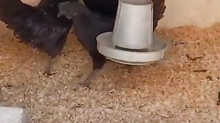 Black eyes chicken