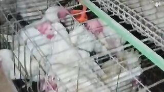 Imprisoned chicken