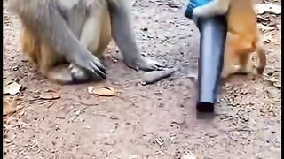 naughty baby monkey