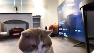 Petses