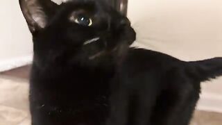 The complaints from the void