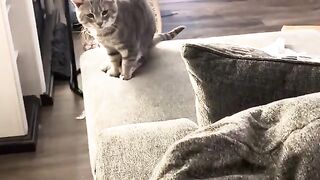 When you forget theyre cats so they remind you