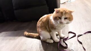 Fish  cat