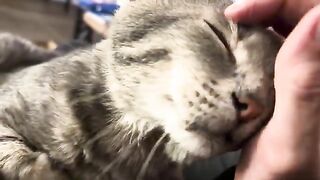 Jaden purrs