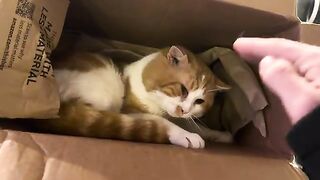 The ferocious lion in a box
