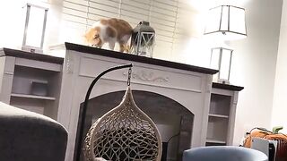 Adam - Meow