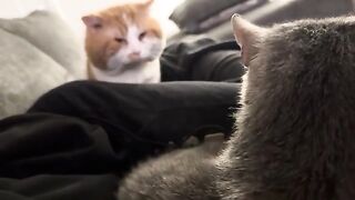 Love  cats