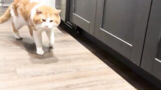 cat love