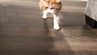Gubboy