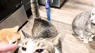 The Christmas Tuna