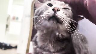 Cattus Interruptus