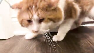 Golden Retriever cat