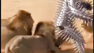 Lion attempt