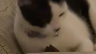Cat lover