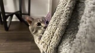 Pay attention to me