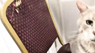 Complaints from the choir