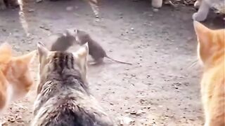 Rat faiting