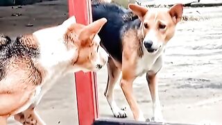 Dog see himself