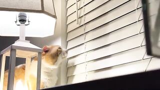Theres a cat there, i see him