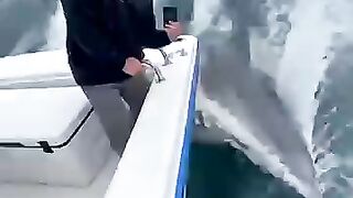 Dolphins chased by sharks and saved themselves on a boat