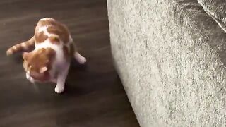 Hims   cat