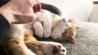 Love  cats