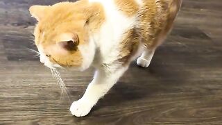 Oowa  cat