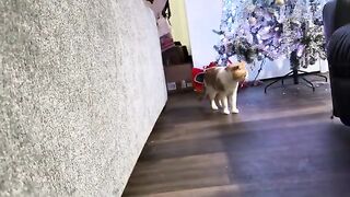 Meow cat