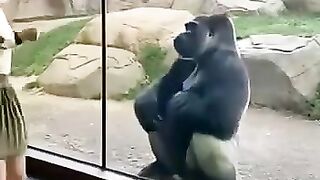 Gorilla Dance