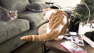 Some kind of weird dominance thing