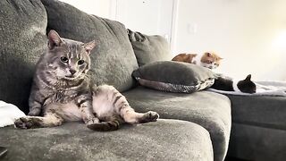 Two guilty cats and one pretending to sleep