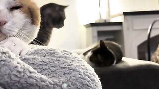 If looks could kill