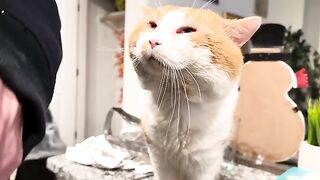 cats  love