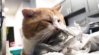 Sleep all day
