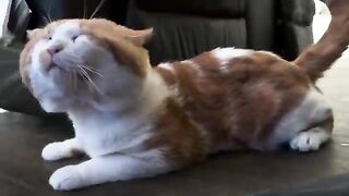 Purry beats