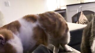 I guess Im just furniture