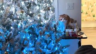 Tree baby